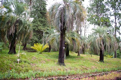 Botanical Garden of Batumi