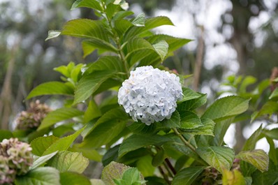 Jardín Botánico de Batumi