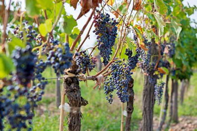 Tipos de Vino Georgiano