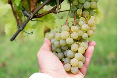 Tipos de Vino Georgiano