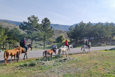 Horses, Tirebi Farmhouse Guest House