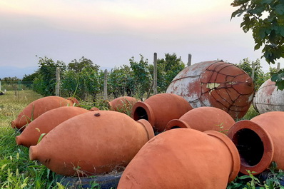 Vineyard, Begaso Family Winery Guest House