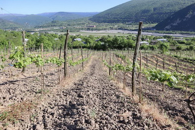 Vineyard, Chateau Dio Hotel