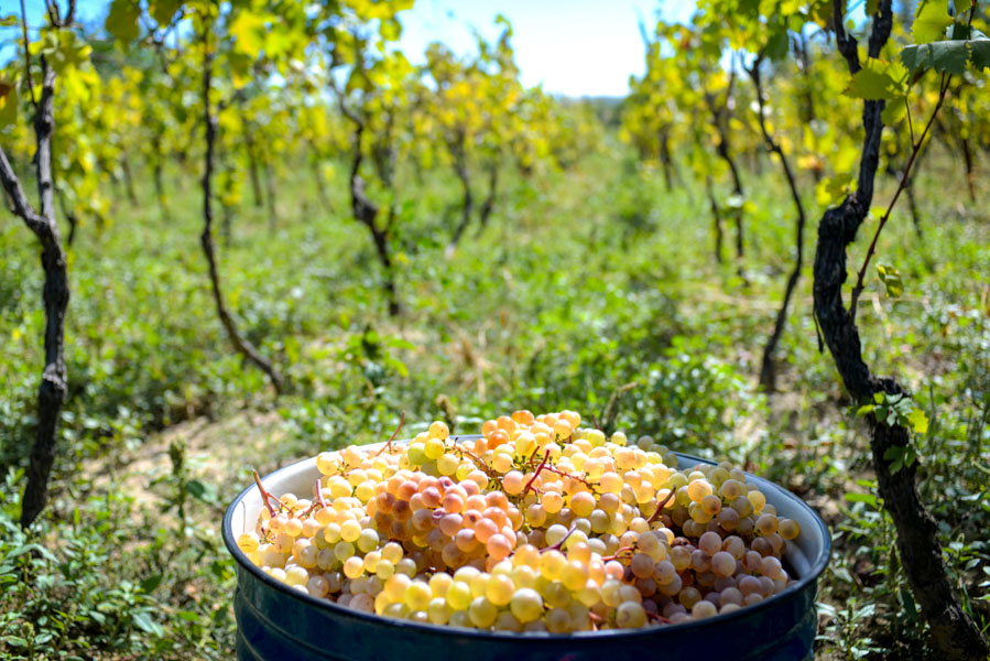 Rtveli, la Festa della Vendemmia in Georgia Rtveli, la Festa della Vendemmia in Georgia