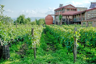 Viñedo en Georgia, Kajetia