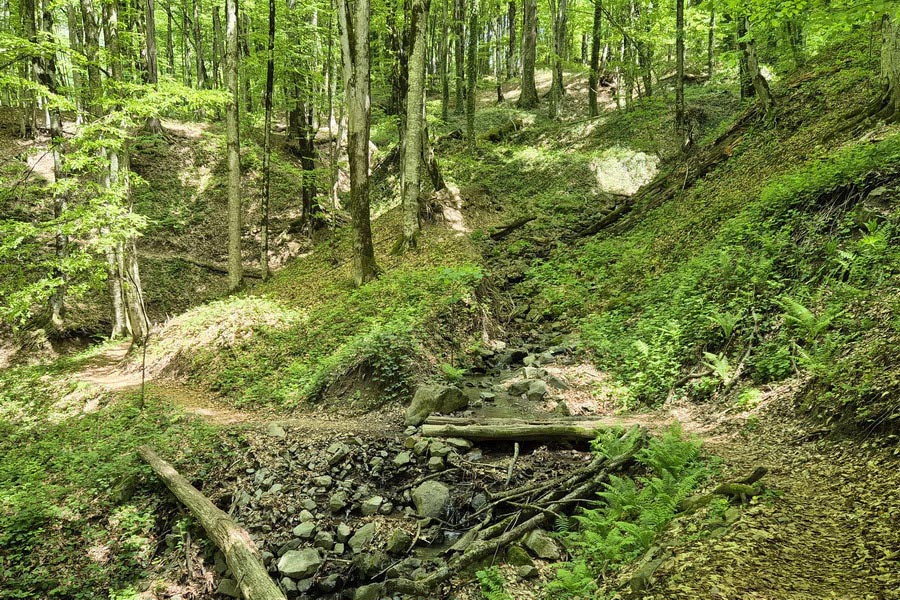 Lagodekhi National Park, Georgia