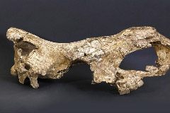 Самая древняя ДНК животного в мире найдена в Дманиси