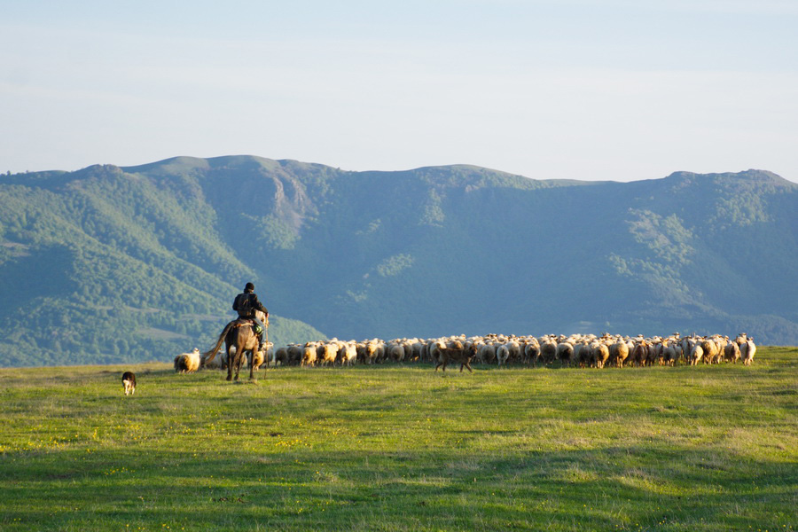 Mountain Pasture, Georgia tours from Abu Dhabi