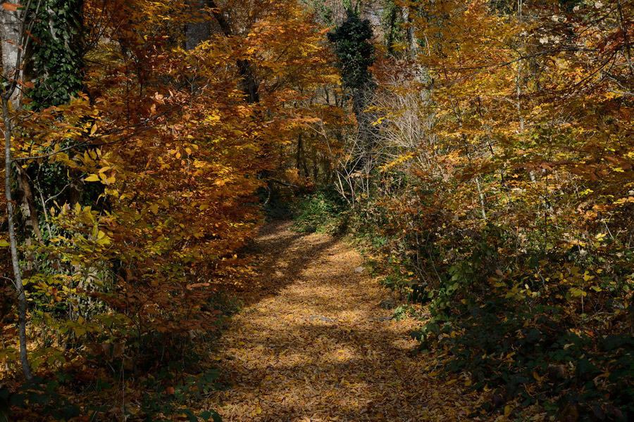 Parque Lagodekhi