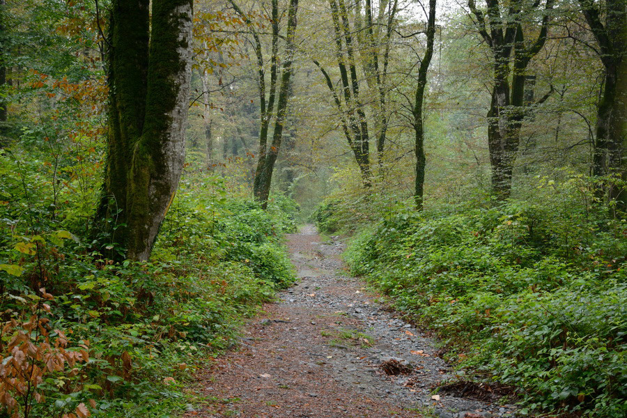 Parque Lagodekhi