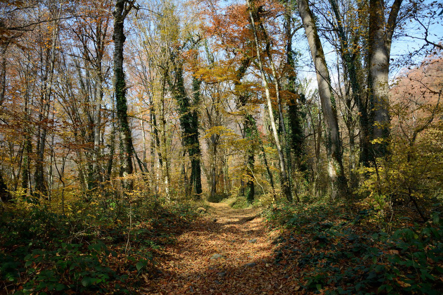 Parque Lagodekhi