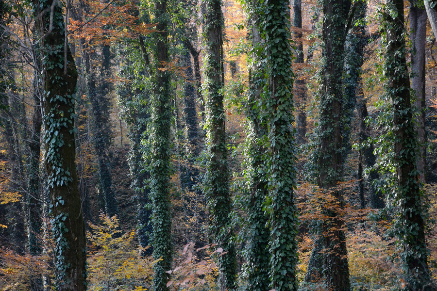 Parque Lagodekhi