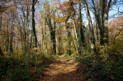 Parque Lagodekhi