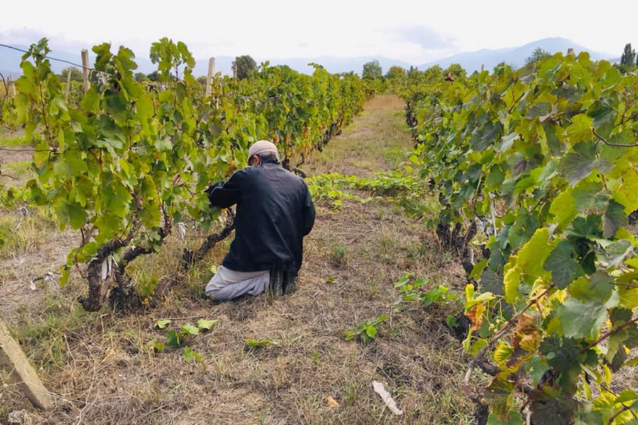 Bodega Nebi