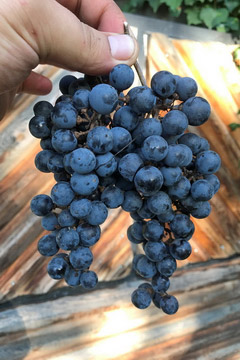 Didgori Winemaking, Georgia