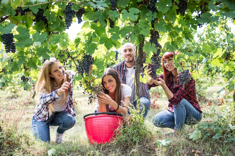 Rtveli, Fiesta de la Cosecha en Georgia