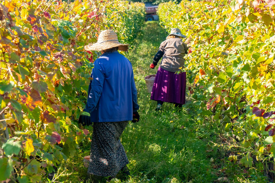 Tecnología Tradicional de Producción de Vino Georgiano