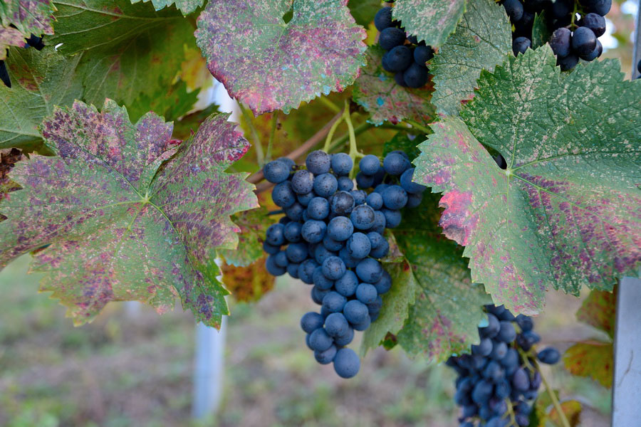 Aleksandrouli Grapes