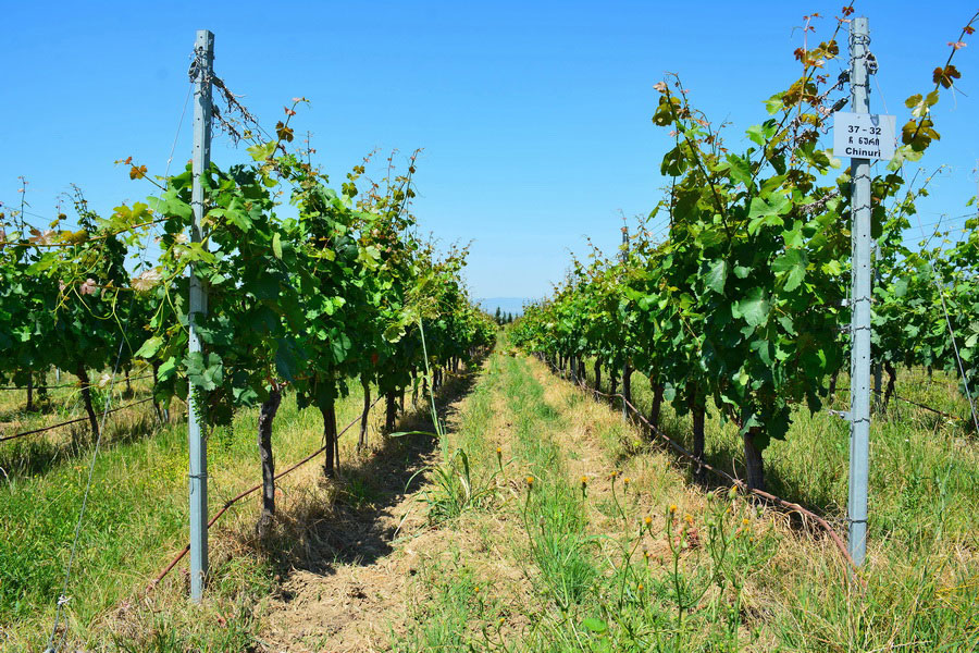 Chinuri Grapes