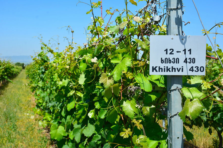 Khikhvi Grapes