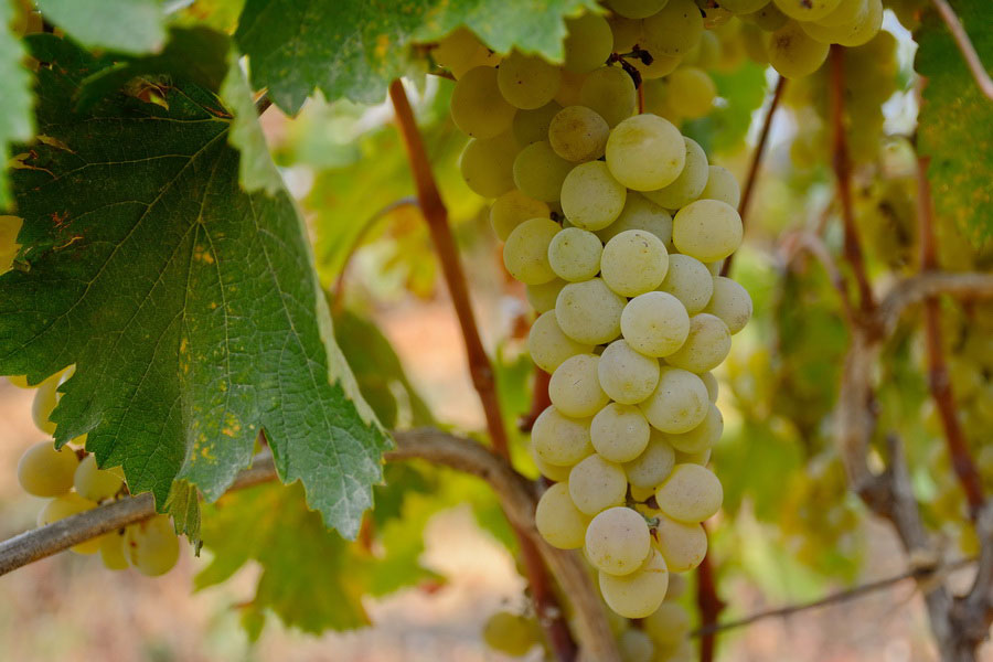 Mtsvane Grapes