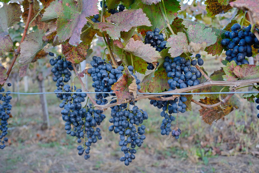 Mujuretuli Grapes