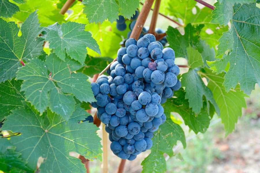 Saperavi Grapes