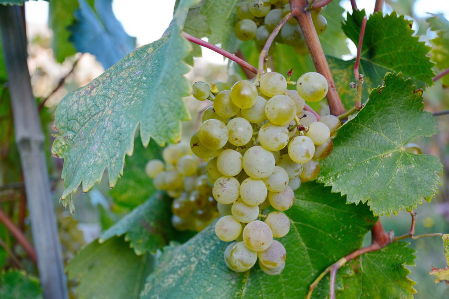 Tsolikouri Grapes