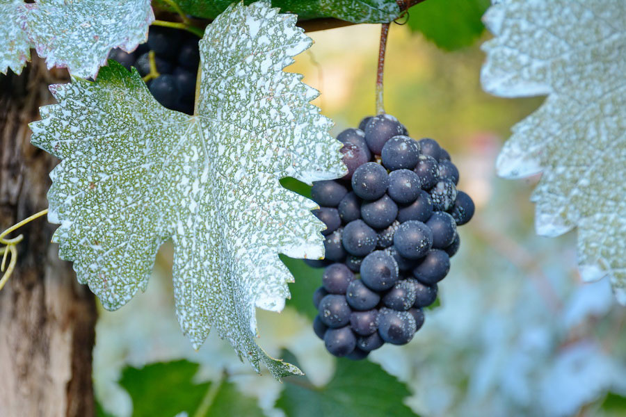 Usakhelauri Grapes