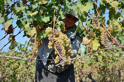 Variedades de Uvas Georgianas