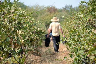 Variedades de Uvas Georgianas