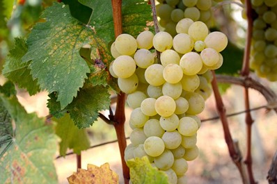 Variedades de Uvas Georgianas