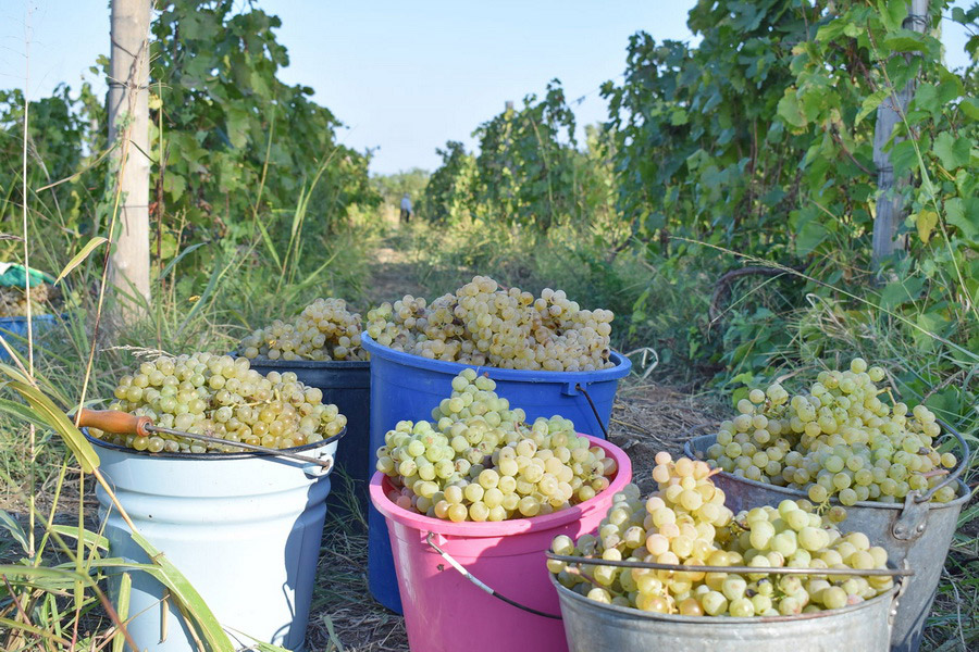 Nebi Winery, Georgia