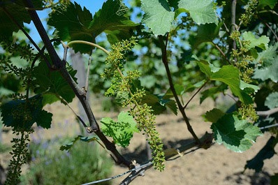 Ruispiri Cellar, Georgia