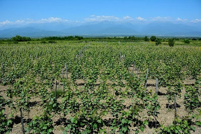 Ruispiri Cellar, Georgia