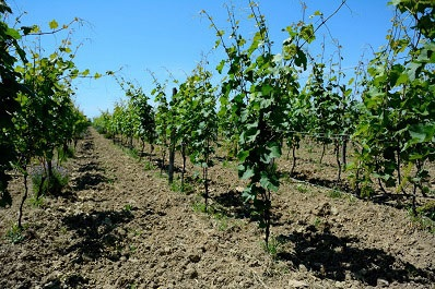 Ruispiri Cellar, Georgia