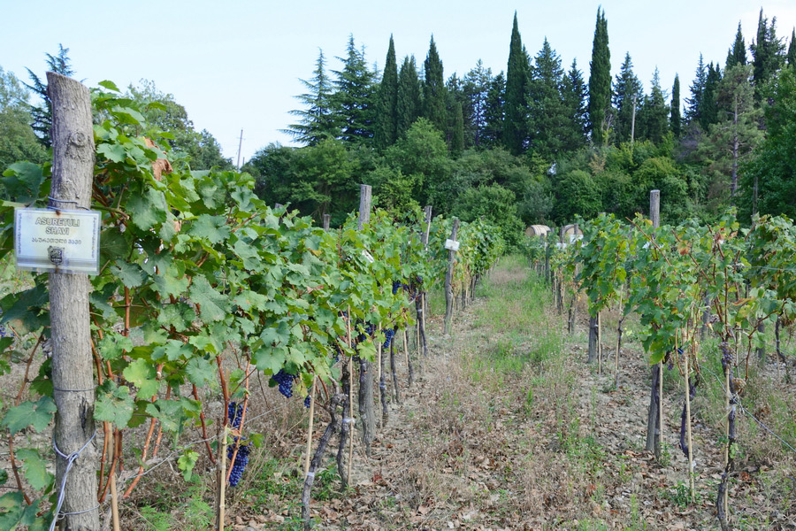 Shumi Winery, Georgia