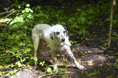 Truffle Hunt in Piedmont, Italy