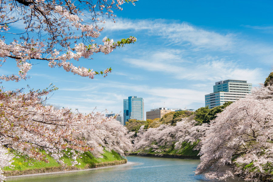 Chidorigafuchi Park in Spring