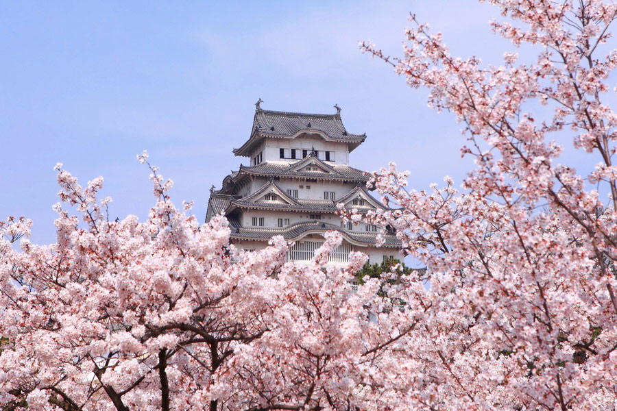 Cerezos en flor (Sakura), Japón