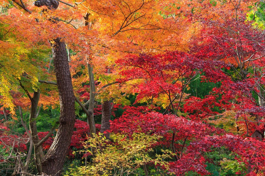 Sankeien Garden, Yokohama, Japan