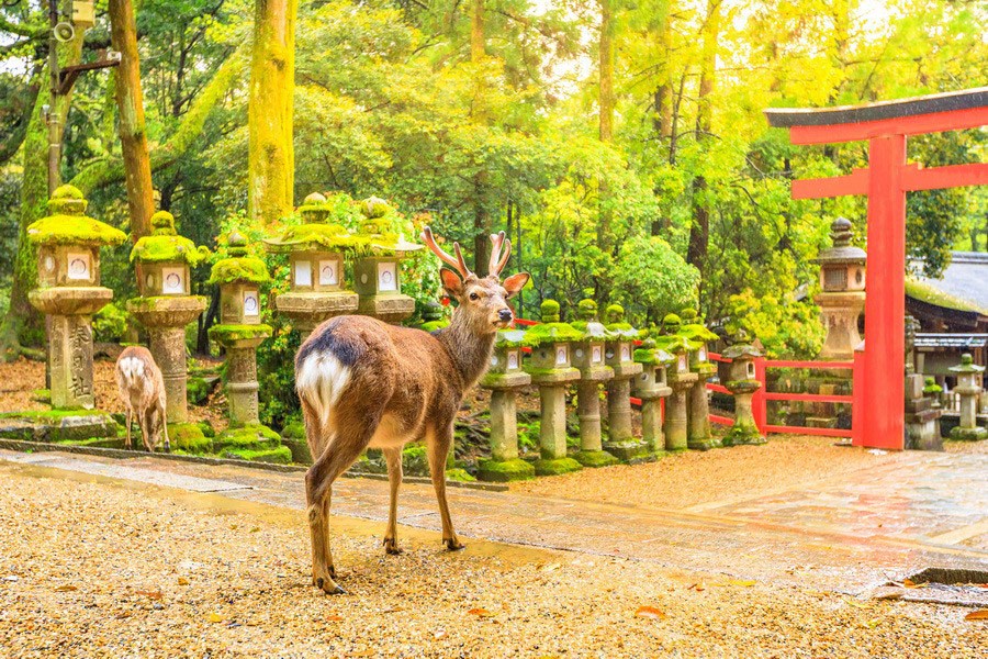 Deer, Nara Park