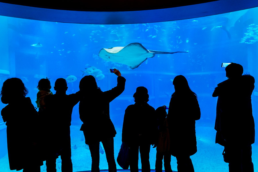 Acquario di Osaka Kaiyukan