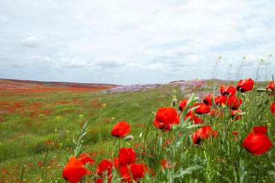 Лучшее время для поездки в Казахстан. Весна