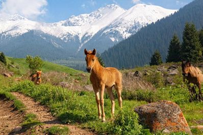 Kazakhstan Nature