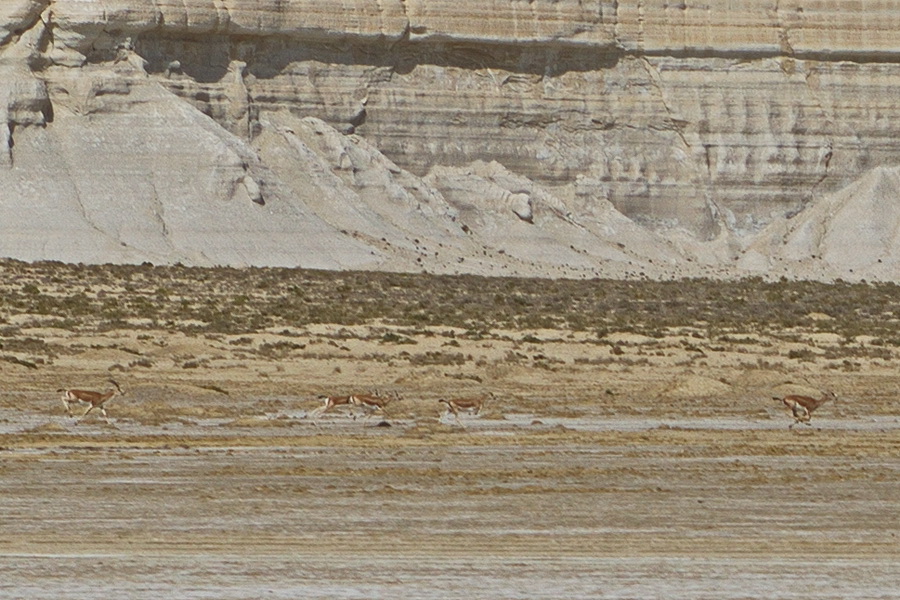 Ustyurt Nature Reserve, Kazakhstan