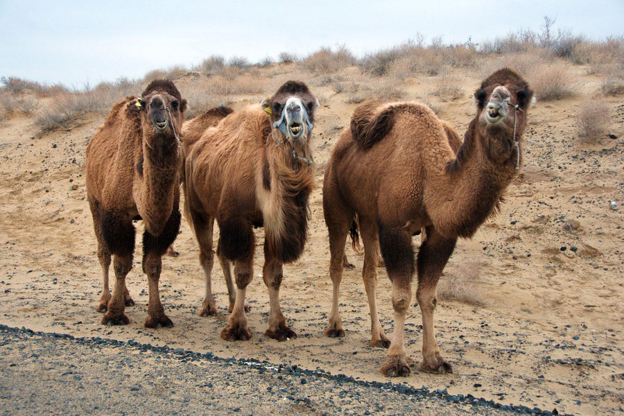 Camels on road