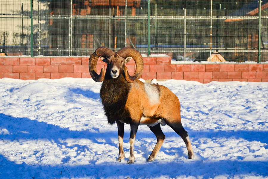 Aq Maral Deer Farm