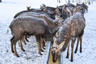 Aq Maral Deer Farm