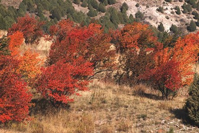 キルギスを訪れる最適な季節。秋
